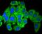 Histone Deacetylase 4 antibody, NBP2-67782, Novus Biologicals, Immunocytochemistry image 