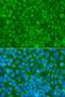 Striatin antibody, GTX32902, GeneTex, Immunofluorescence image 