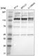 Apoptotic chromatin condensation inducer in the nucleus antibody, NBP1-90823, Novus Biologicals, Western Blot image 