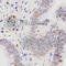Secretin Receptor antibody, A3125, ABclonal Technology, Immunohistochemistry paraffin image 