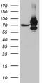 Insulin Like Growth Factor 2 MRNA Binding Protein 3 antibody, MA5-27484, Invitrogen Antibodies, Western Blot image 
