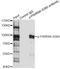 Ribosomal Protein S6 Kinase A1 antibody, AP0562, ABclonal Technology, Western Blot image 