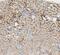 Glucuronidase Beta antibody, A02234-2, Boster Biological Technology, Immunohistochemistry frozen image 