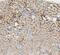 Gus antibody, A02234-2, Boster Biological Technology, Immunohistochemistry frozen image 