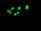 Folate Hydrolase 1 antibody, LS-C173829, Lifespan Biosciences, Immunofluorescence image 