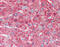 Complement Factor H antibody, 51-851, ProSci, Immunohistochemistry paraffin image 
