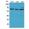 5'-Nucleotidase Ecto antibody, LS-C387019, Lifespan Biosciences, Western Blot image 