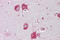 Hexosaminidase Subunit Alpha antibody, ARP61100_P050, Aviva Systems Biology, Immunohistochemistry frozen image 