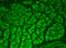 Calcium/Calmodulin Dependent Protein Kinase II Alpha antibody, LS-C227318, Lifespan Biosciences, Immunofluorescence image 