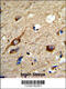 1-Acylglycerol-3-Phosphate O-Acyltransferase 3 antibody, 63-587, ProSci, Immunohistochemistry paraffin image 