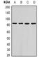 Actin Filament Associated Protein 1 antibody, LS-C482399, Lifespan Biosciences, Western Blot image 