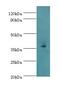 Ephrin B2 antibody, LS-C375646, Lifespan Biosciences, Western Blot image 