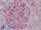NFKB Inhibitor Alpha antibody, LS-B1640, Lifespan Biosciences, Immunohistochemistry frozen image 