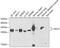 Nucleolar Protein 3 antibody, A6319, ABclonal Technology, Western Blot image 