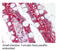 Toll Like Receptor 1 antibody, MBS194446, MyBioSource, Immunohistochemistry paraffin image 