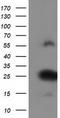 Zinc Finger AN1-Type Containing 2B antibody, TA502397S, Origene, Western Blot image 