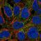 Cbp antibody, NBP2-56541, Novus Biologicals, Immunofluorescence image 