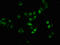 B-Raf Proto-Oncogene, Serine/Threonine Kinase antibody, CSB-RA002791A401phHU, Cusabio, Immunofluorescence image 