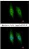 Kinesin-like protein KIFC3 antibody, NBP2-17058, Novus Biologicals, Immunocytochemistry image 