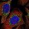 Pyruvate Dehydrogenase Phosphatase Regulatory Subunit antibody, HPA070386, Atlas Antibodies, Immunofluorescence image 