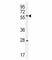 Delta Like Non-Canonical Notch Ligand 1 antibody, F41292-0.4ML, NSJ Bioreagents, Western Blot image 