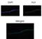 H2.0 Like Homeobox antibody, PA1-24359, Invitrogen Antibodies, Immunofluorescence image 