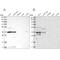OTU Domain Containing 6B antibody, PA5-55178, Invitrogen Antibodies, Western Blot image 