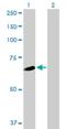 WD repeat-containing protein 16 antibody, H00146845-B01P, Novus Biologicals, Western Blot image 