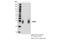 BCL2 Interacting Protein 3 antibody, 44060S, Cell Signaling Technology, Immunoprecipitation image 