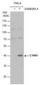 CYR61 antibody, LS-B11602, Lifespan Biosciences, Western Blot image 