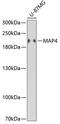 Microtubule Associated Protein 4 antibody, 19-937, ProSci, Western Blot image 