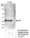 NSL1 Component Of MIS12 Kinetochore Complex antibody, NB100-2575, Novus Biologicals, Immunoprecipitation image 
