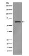 SRC-1 antibody, MP00107, Boster Biological Technology, Western Blot image 