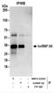 Heterogeneous Nuclear Ribonucleoprotein A0 antibody, NBP2-22293, Novus Biologicals, Immunoprecipitation image 