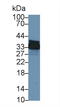 Annexin A4 antibody, LS-C292855, Lifespan Biosciences, Western Blot image 