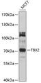T-Box 2 antibody, 13-531, ProSci, Western Blot image 