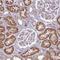 Terminal Nucleotidyltransferase 4B antibody, PA5-61689, Invitrogen Antibodies, Immunohistochemistry paraffin image 