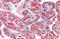 Ceruloplasmin antibody, AP21233AF-N, Origene, Immunohistochemistry paraffin image 