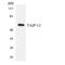 Cysteine And Serine Rich Nuclear Protein 2 antibody, LS-C200745, Lifespan Biosciences, Western Blot image 