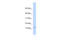 Plasminogen Receptor With A C-Terminal Lysine antibody, 26-390, ProSci, Western Blot image 