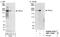 ASXL Transcriptional Regulator 2 antibody, NBP1-18926, Novus Biologicals, Western Blot image 