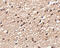 Serine/Threonine Kinase 39 antibody, 4855, ProSci, Immunohistochemistry frozen image 