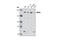 MutS Homolog 6 antibody, 3996P, Cell Signaling Technology, Western Blot image 