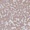 Diphthamide Biosynthesis 5 antibody, HPA046439, Atlas Antibodies, Immunohistochemistry paraffin image 