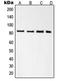 Radixin antibody, orb214501, Biorbyt, Western Blot image 