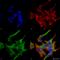 GABA Type A Receptor Associated Protein Like 1 antibody, SPC-623D-PCP, StressMarq, Immunofluorescence image 