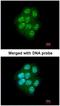 Mitogen-Activated Protein Kinase Kinase Kinase 9 antibody, NBP1-33704, Novus Biologicals, Immunocytochemistry image 