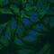 Actin Alpha 1, Skeletal Muscle antibody, AF4000, R&D Systems, Immunohistochemistry frozen image 
