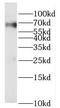Proline Rich Mitotic Checkpoint Control Factor antibody, FNab06750, FineTest, Western Blot image 