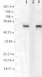 Heat Shock Protein Family A (Hsp70) Member 8 antibody, LS-C231273, Lifespan Biosciences, Western Blot image 